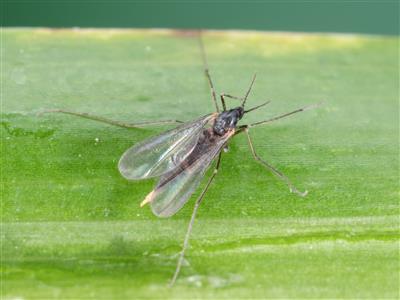 Laboratoire d'expertise et de diagnostic en phytoprotection - MAPAQ