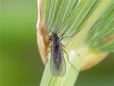 Laboratoire d'expertise et de diagnostic en phytoprotection - MAPAQ
