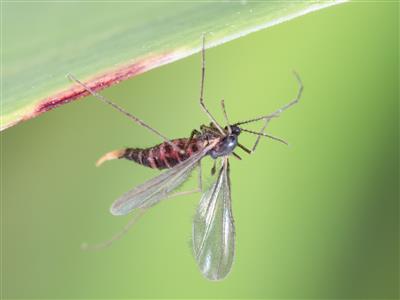 Laboratoire d'expertise et de diagnostic en phytoprotection - MAPAQ