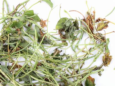 Laboratoire d'expertise et de diagnostic en phytoprotection - MAPAQ