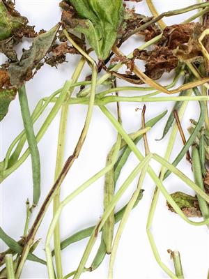 Laboratoire d'expertise et de diagnostic en phytoprotection - MAPAQ