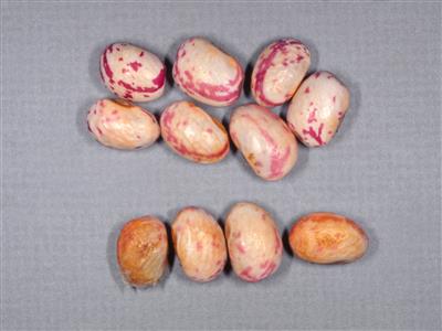 Laboratoire d'expertise et de diagnostic en phytoprotection - MAPAQ