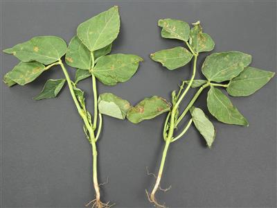 Laboratoire d'expertise et de diagnostic en phytoprotection - MAPAQ