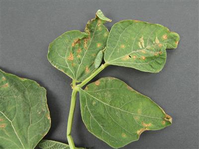 Laboratoire d'expertise et de diagnostic en phytoprotection - MAPAQ