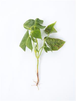 Laboratoire d'expertise et de diagnostic en phytoprotection - MAPAQ