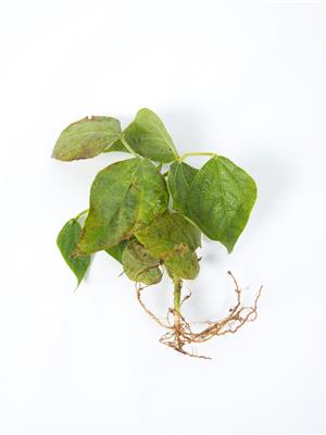 Laboratoire d'expertise et de diagnostic en phytoprotection - MAPAQ