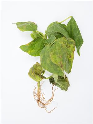 Laboratoire d'expertise et de diagnostic en phytoprotection - MAPAQ