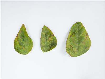 Laboratoire d'expertise et de diagnostic en phytoprotection - MAPAQ