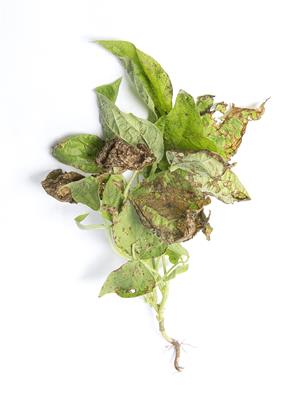 Laboratoire d'expertise et de diagnostic en phytoprotection - MAPAQ