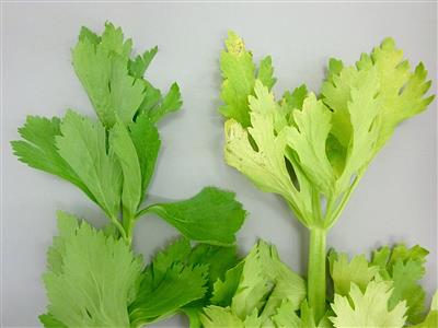 Laboratoire d'expertise et de diagnostic en phytoprotection - MAPAQ