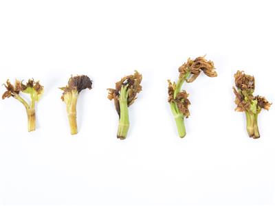 Laboratoire d'expertise et de diagnostic en phytoprotection - MAPAQ