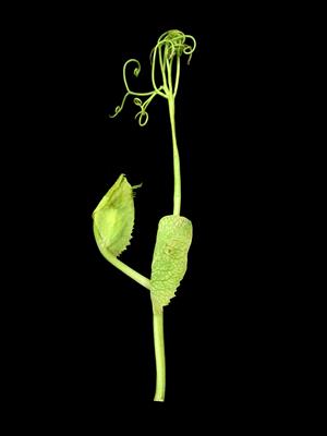Laboratoire d'expertise et de diagnostic en phytoprotection - MAPAQ