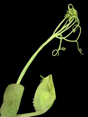 Laboratoire d'expertise et de diagnostic en phytoprotection - MAPAQ
