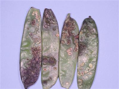 Laboratoire d'expertise et de diagnostic en phytoprotection - MAPAQ