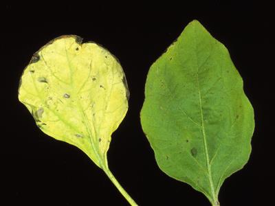 Laboratoire d'expertise et de diagnostic en phytoprotection - MAPAQ
