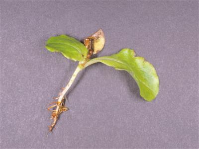 Laboratoire d'expertise et de diagnostic en phytoprotection - MAPAQ