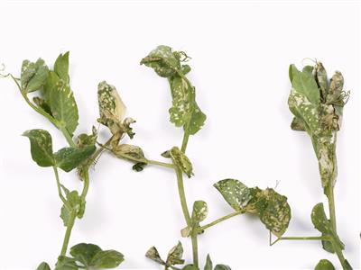 Laboratoire d'expertise et de diagnostic en phytoprotection - MAPAQ