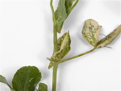 Laboratoire d'expertise et de diagnostic en phytoprotection - MAPAQ