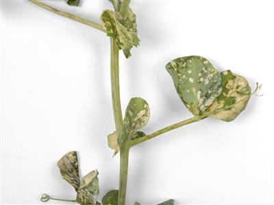 Laboratoire d'expertise et de diagnostic en phytoprotection - MAPAQ