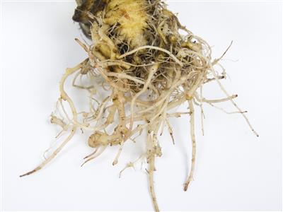 Laboratoire d'expertise et de diagnostic en phytoprotection - MAPAQ