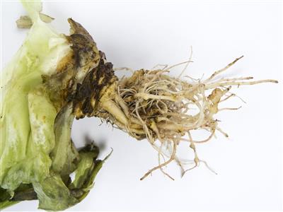 Laboratoire d'expertise et de diagnostic en phytoprotection - MAPAQ