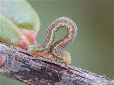 Laboratoire d'expertise et de diagnostic en phytoprotection - MAPAQ