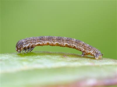 Laboratoire d'expertise et de diagnostic en phytoprotection - MAPAQ