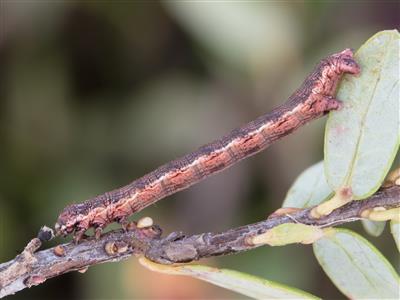 Laboratoire d'expertise et de diagnostic en phytoprotection - MAPAQ