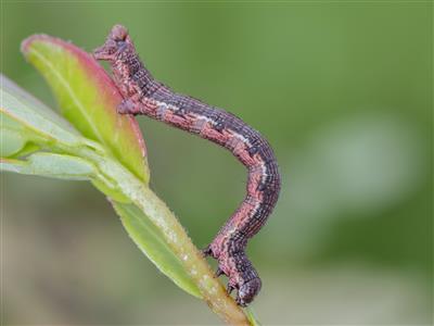 Laboratoire d'expertise et de diagnostic en phytoprotection - MAPAQ