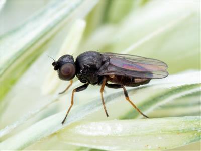 Laboratoire d'expertise et de diagnostic en phytoprotection - MAPAQ