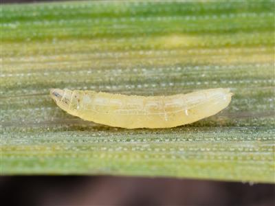 Laboratoire d'expertise et de diagnostic en phytoprotection - MAPAQ