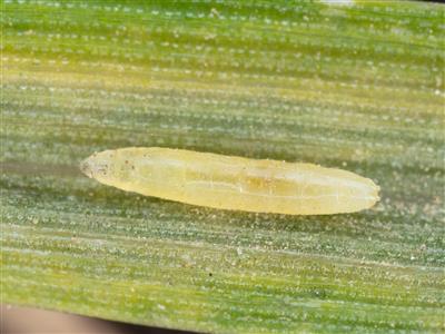 Laboratoire d'expertise et de diagnostic en phytoprotection - MAPAQ