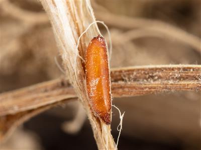 Laboratoire d'expertise et de diagnostic en phytoprotection - MAPAQ
