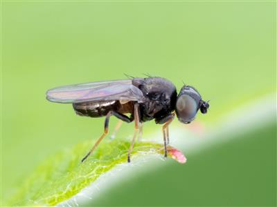Laboratoire d'expertise et de diagnostic en phytoprotection - MAPAQ