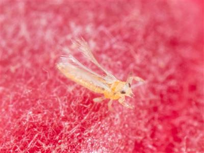 Laboratoire d'expertise et de diagnostic en phytoprotection - MAPAQ