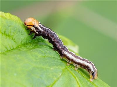 Laboratoire d'expertise et de diagnostic en phytoprotection - MAPAQ