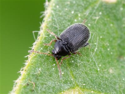Laboratoire d'expertise et de diagnostic en phytoprotection - MAPAQ