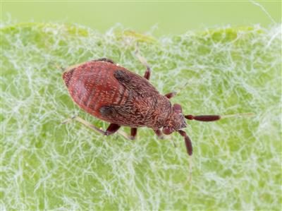 Laboratoire d'expertise et de diagnostic en phytoprotection - MAPAQ