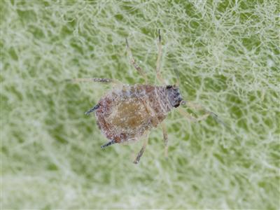 Laboratoire d'expertise et de diagnostic en phytoprotection - MAPAQ