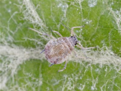 Laboratoire d'expertise et de diagnostic en phytoprotection - MAPAQ