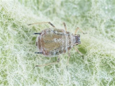 Laboratoire d'expertise et de diagnostic en phytoprotection - MAPAQ
