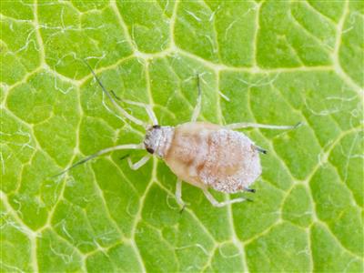 Laboratoire d'expertise et de diagnostic en phytoprotection - MAPAQ
