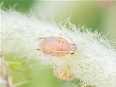 Laboratoire d'expertise et de diagnostic en phytoprotection - MAPAQ