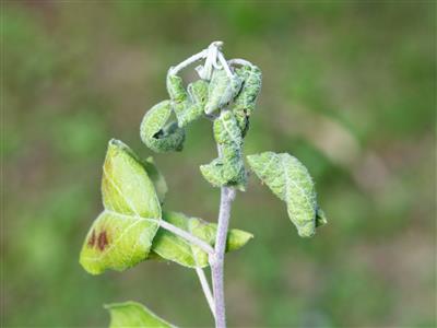 Laboratoire d'expertise et de diagnostic en phytoprotection - MAPAQ