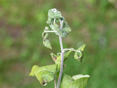 Laboratoire d'expertise et de diagnostic en phytoprotection - MAPAQ