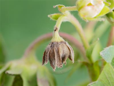 Laboratoire d'expertise et de diagnostic en phytoprotection - MAPAQ