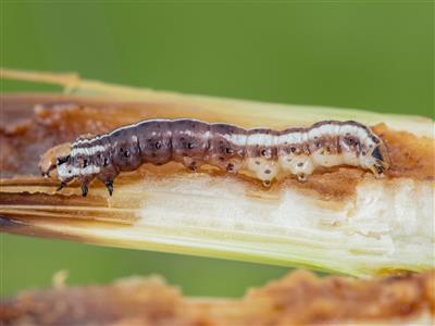 Laboratoire d'expertise et de diagnostic en phytoprotection - MAPAQ
