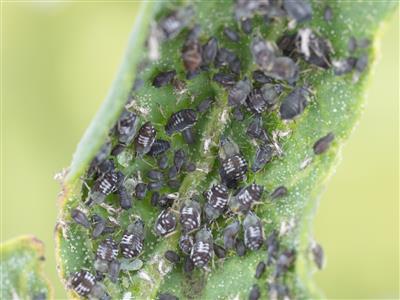 Laboratoire d'expertise et de diagnostic en phytoprotection - MAPAQ