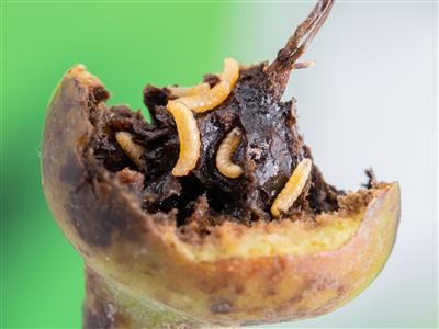 IRIIS phytoprotection - Fiche technique, Cécidomyie des poires