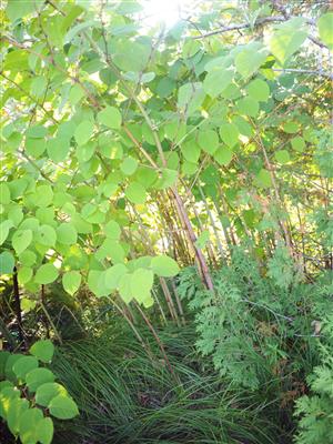Laboratoire d'expertise et de diagnostic en phytoprotection - MAPAQ